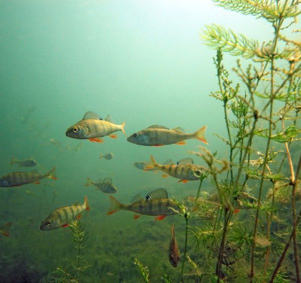 underwater perch footage, perch feeding, dvd, video, learn to catch perch, learn panfish dvd